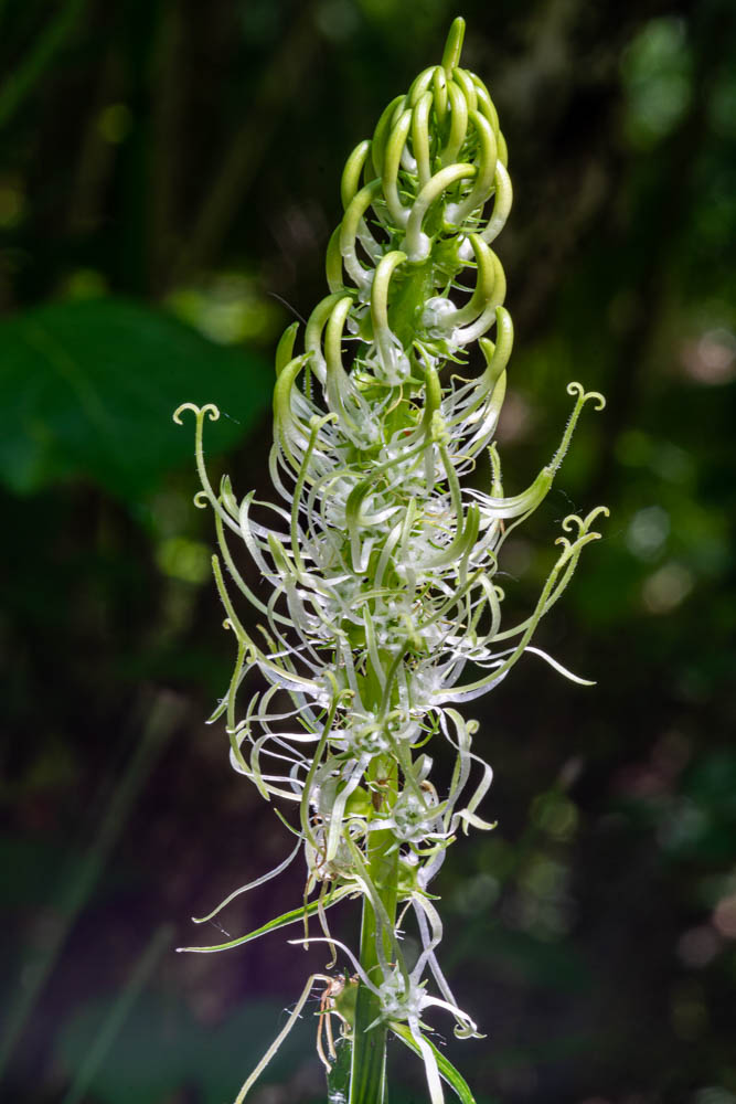 Phyteuma Spicatum ?